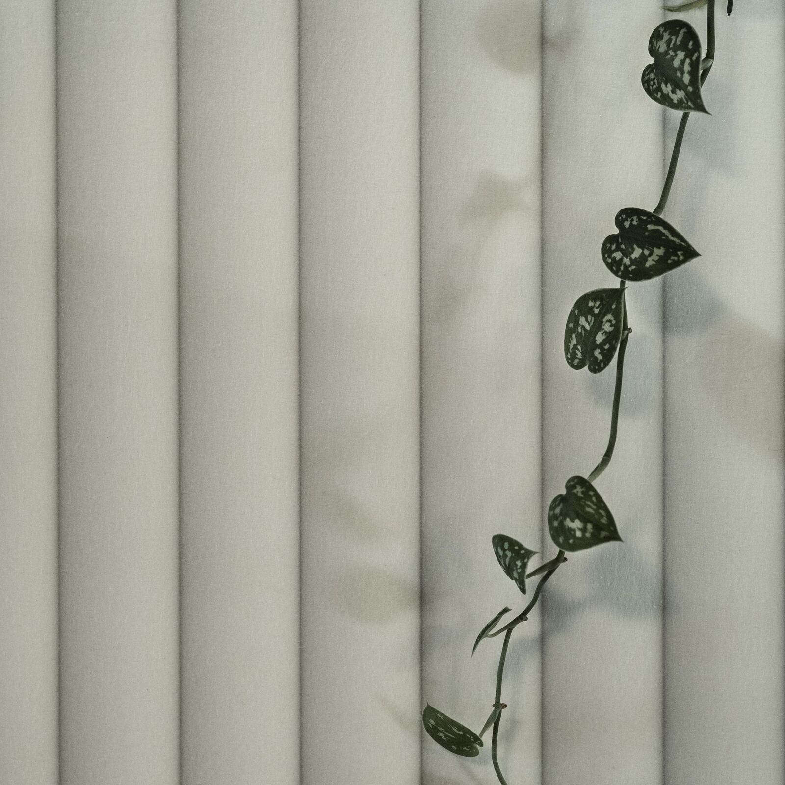 ROMA — projectfoto